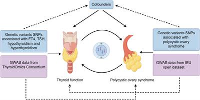 Thyroid function and polycystic ovary syndrome: a Mendelian randomization study